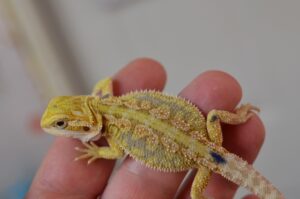 A past baby dunner bearded dragon for sale 